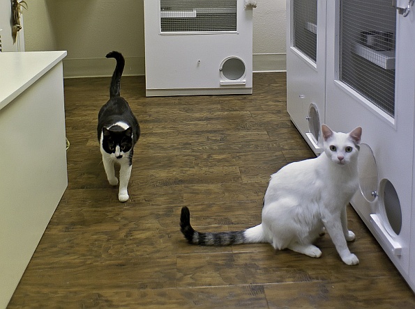 cat-boarding-kennel