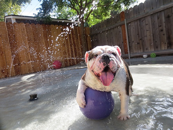 pet-boarding-facility