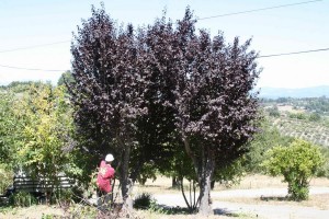 Thinning overcrowded tree populations on your property improves their health and resilience. Photo: Strictly Trees (2013)