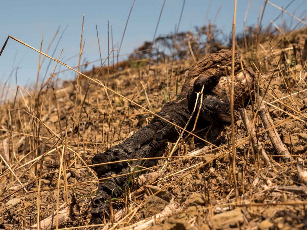 dry landscape poses wildfire risk in Northern California