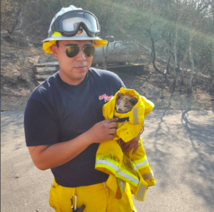 North Bay Fires