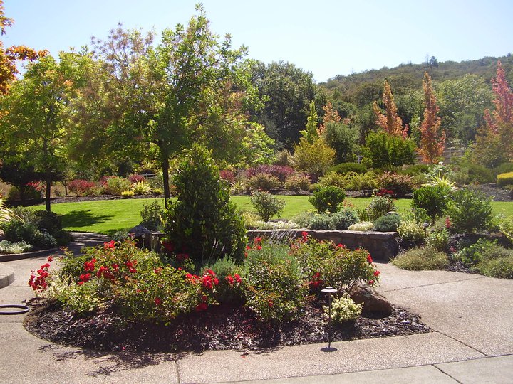 landscape plants and trees