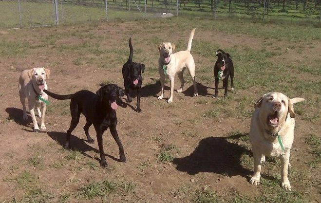 dogs playing at dog daycare