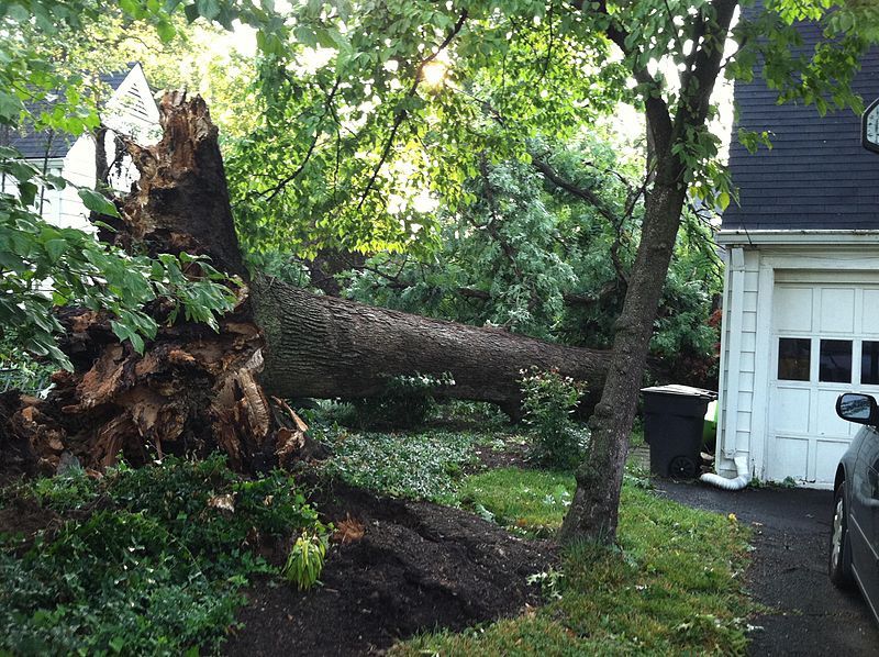 storm tree damage