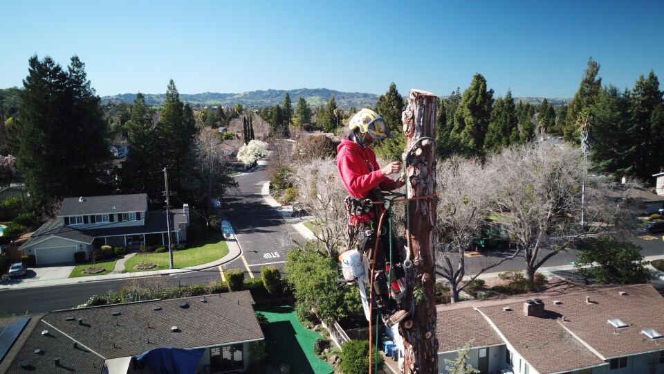 tree being removed by professional tree service technician