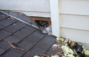 raccoon in attic