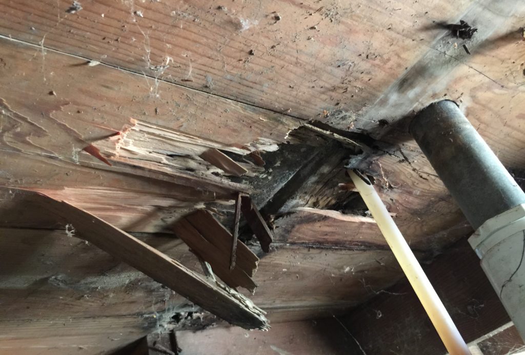 wood destroying pest damage