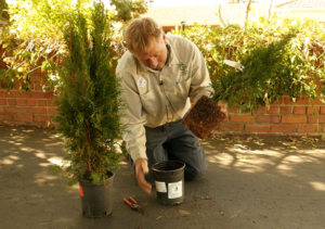 selecting a tree