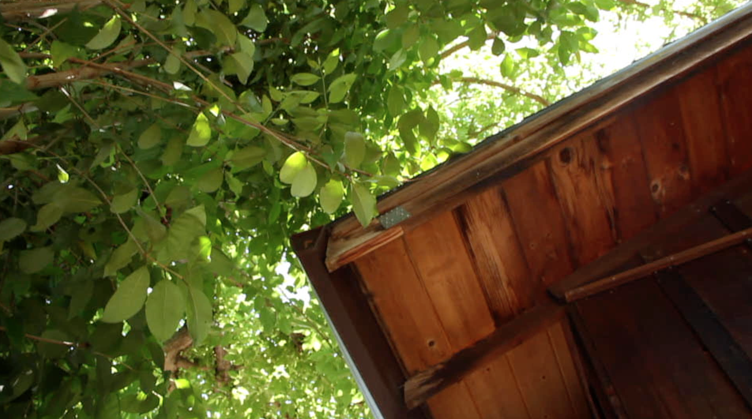 trees growing too close too roofline