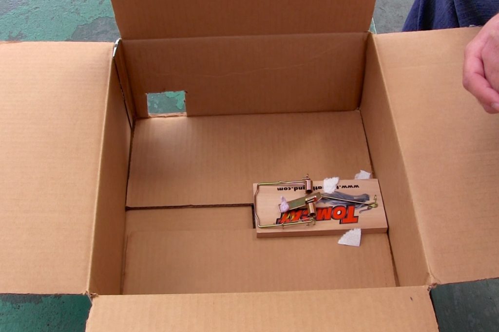 cardboard box with rat trap inside