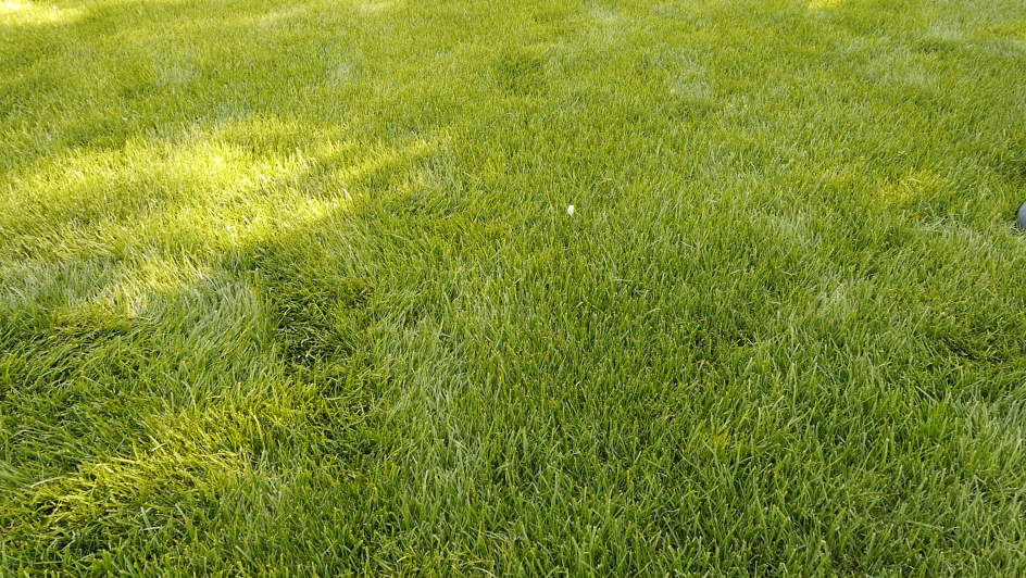 lawn