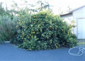 overgrown lemon tree