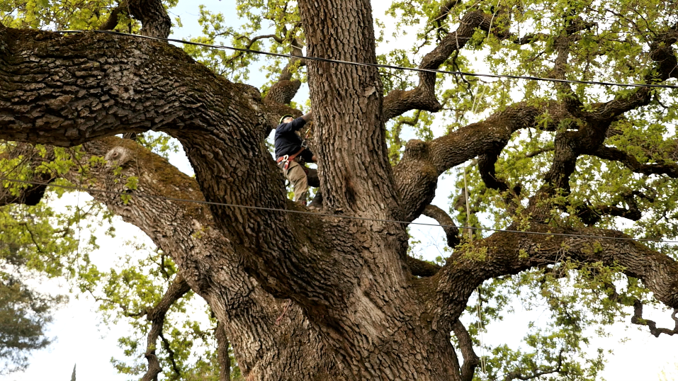 tree service pruning large tree