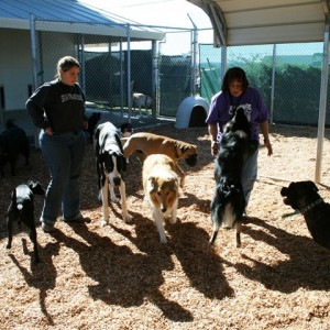 When visiting a kennel, the demeanor of both the staff and the animals can be a telling indicator of the quality of care. Photo: Four Paws Pet Ranch (2015)