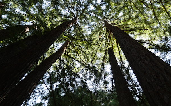 redwood trees reaching up