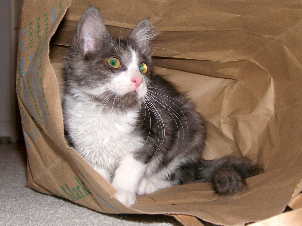 cat not out of the bag