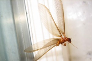 Dampwood termite. Photo: Leading Edge Pest Management, Inc. (2016)