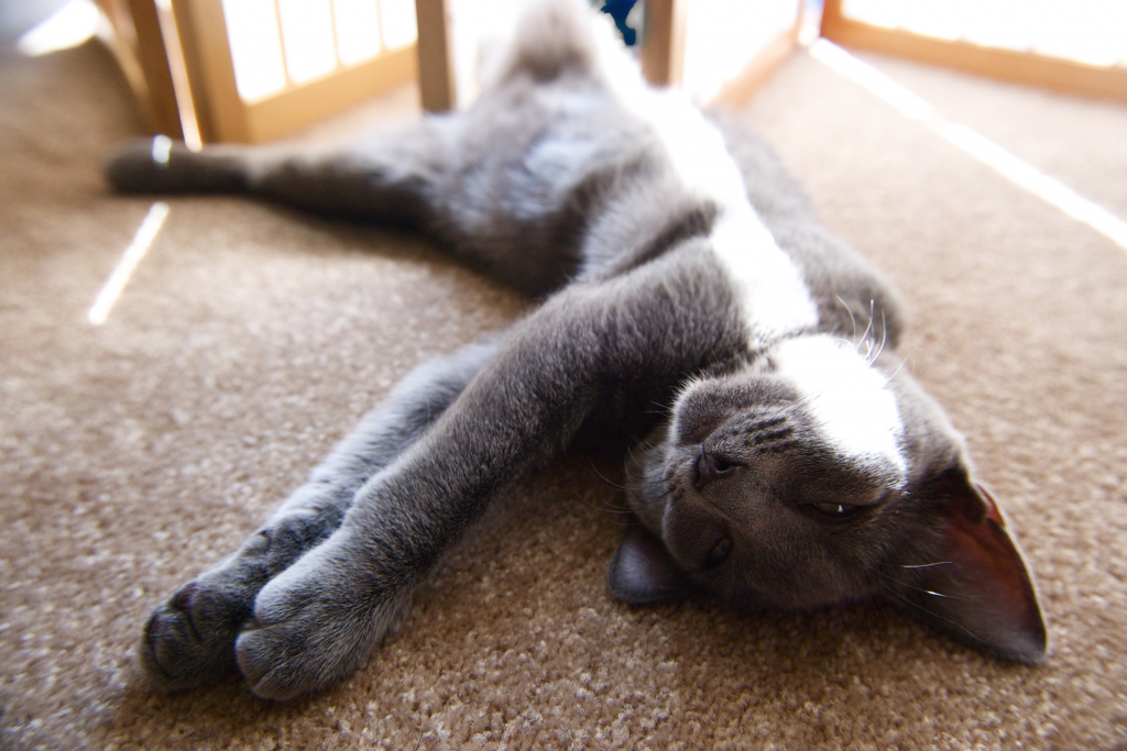 cat relaxing in sun