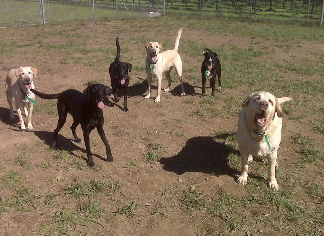 Are their tails wagging? Happy dogs are a good indicator of a well-trained staff. Photo: American Ratings Corporation, 2015 