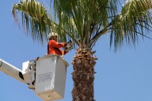 Terry’s Tree Service