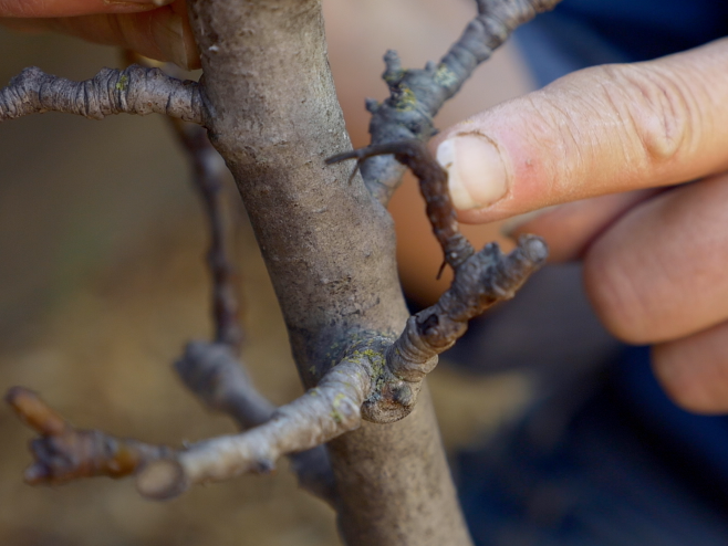 tree pruning