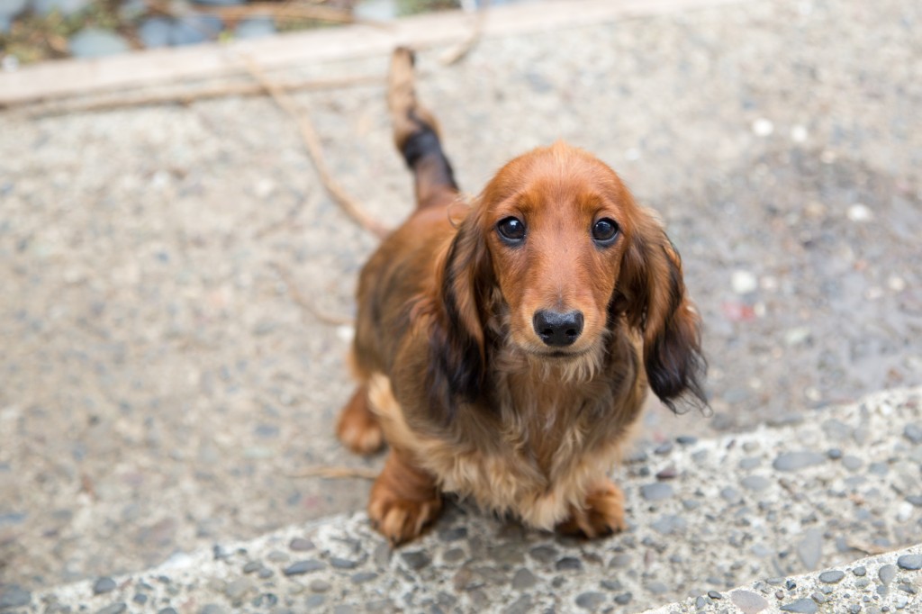 new puppy dachshund