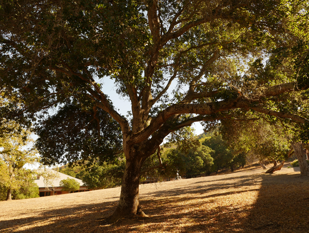 big beautiful tree