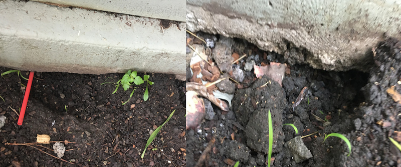 Rats dig under stairs